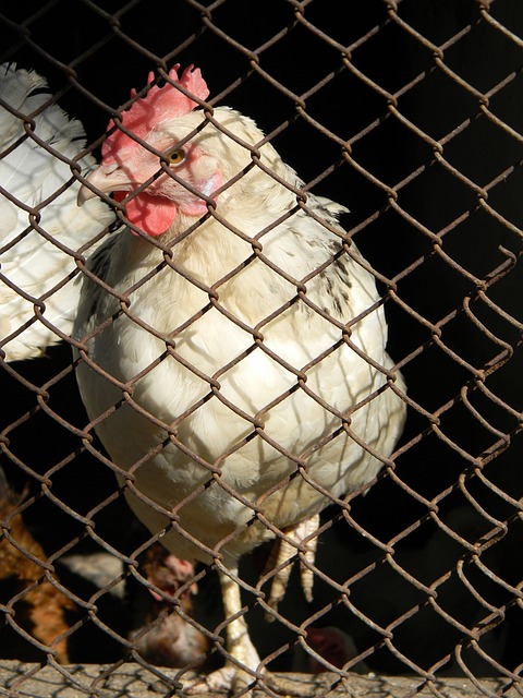 隊或將在未 隊或將在未
